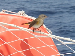 Oiseau sur filière