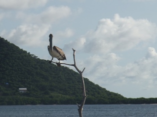 Pélicans à Sandy Island
