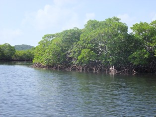 La mangrove