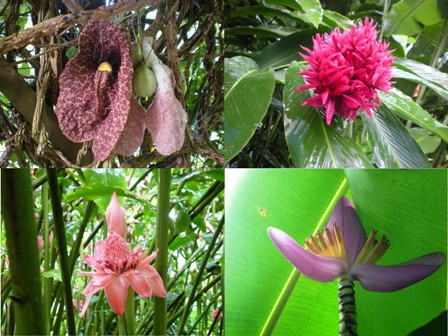 Les belles espèces du jardin