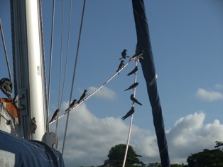 Les oiseaux à Morne Rouge