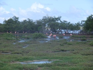 Flamands roses