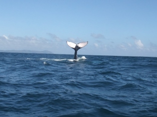 La queue de la baleine