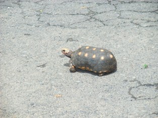 La tortue