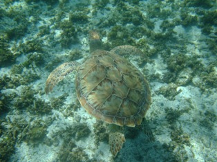 La tortue de mer