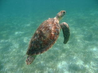 Une tortue verte