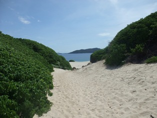 Les mancnilliers, la dune et la mer