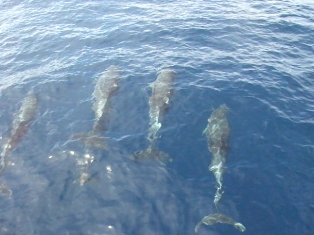 Les Dauphins - Aves de Sotavento